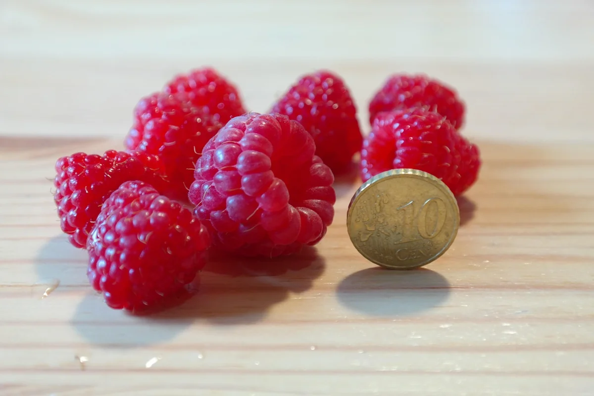 motherlode, kaching, rosebud : le comparatif honnête