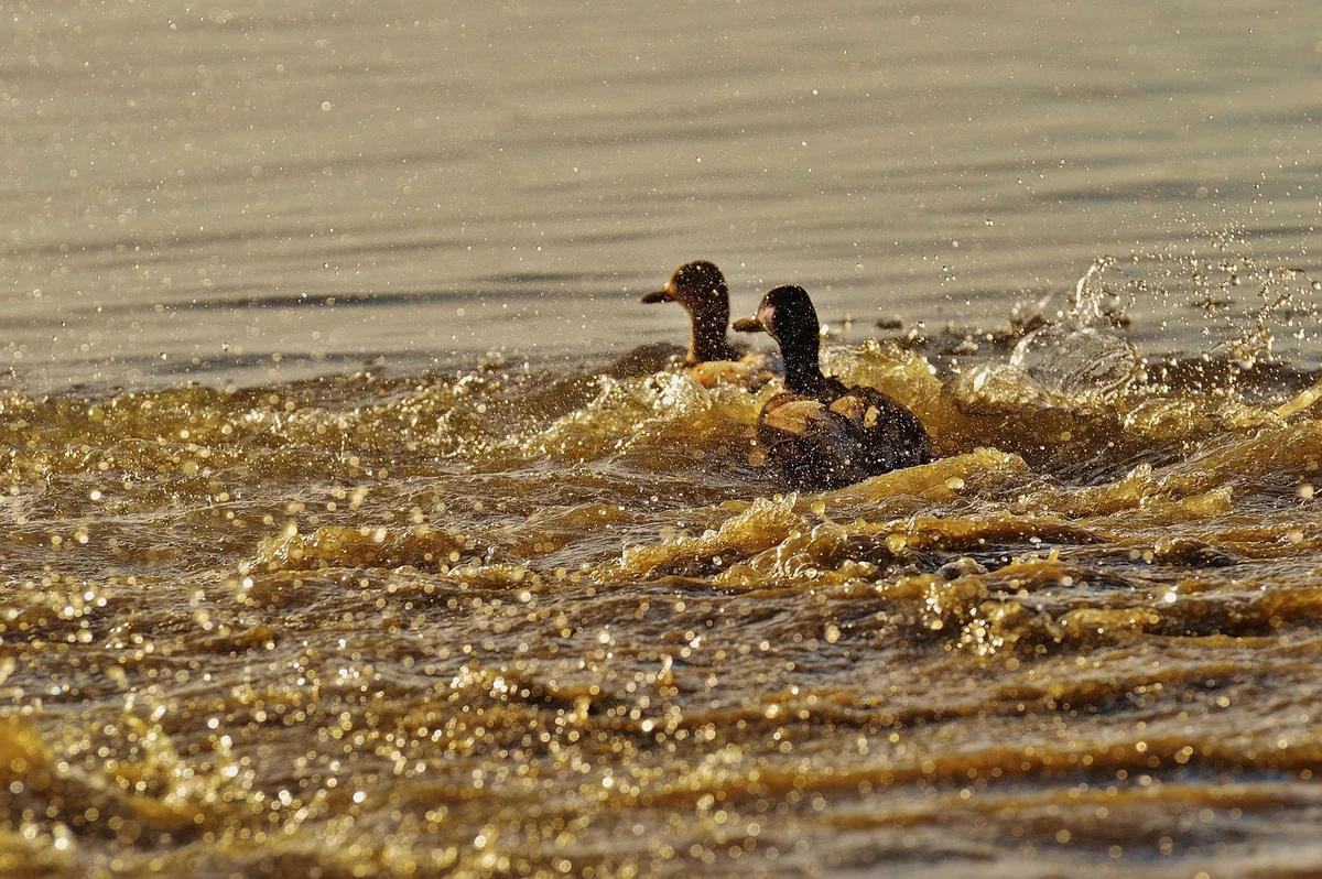 canards